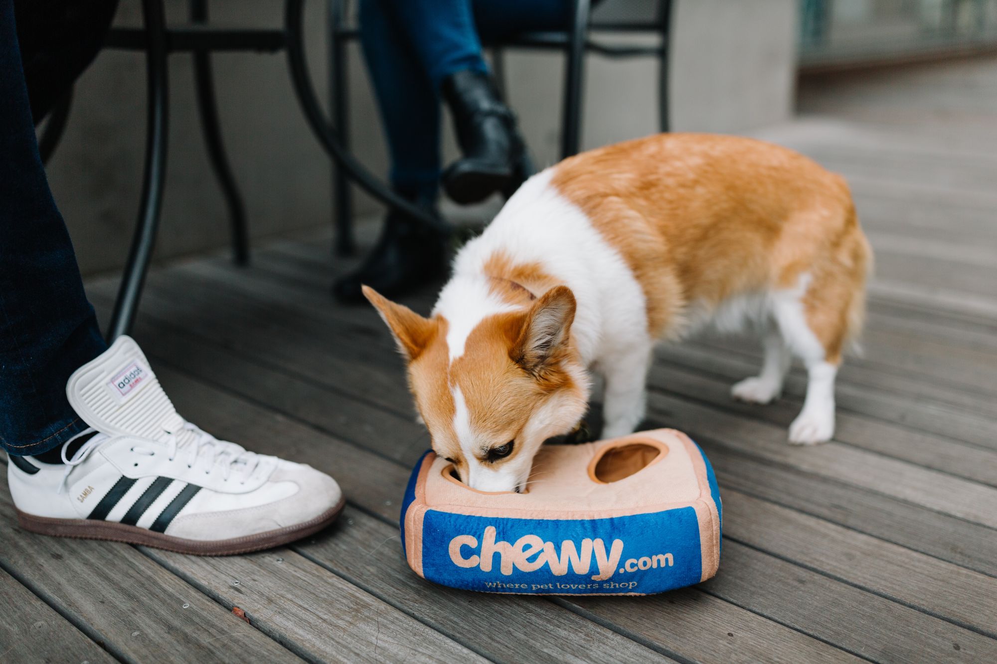 Catch Chewy's Highest Rate Ever!